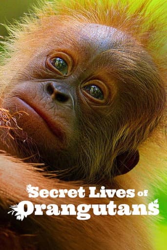 Poster film Secret Lives of Orangutans (2024) Subtitle Indonesia - REBAHIN